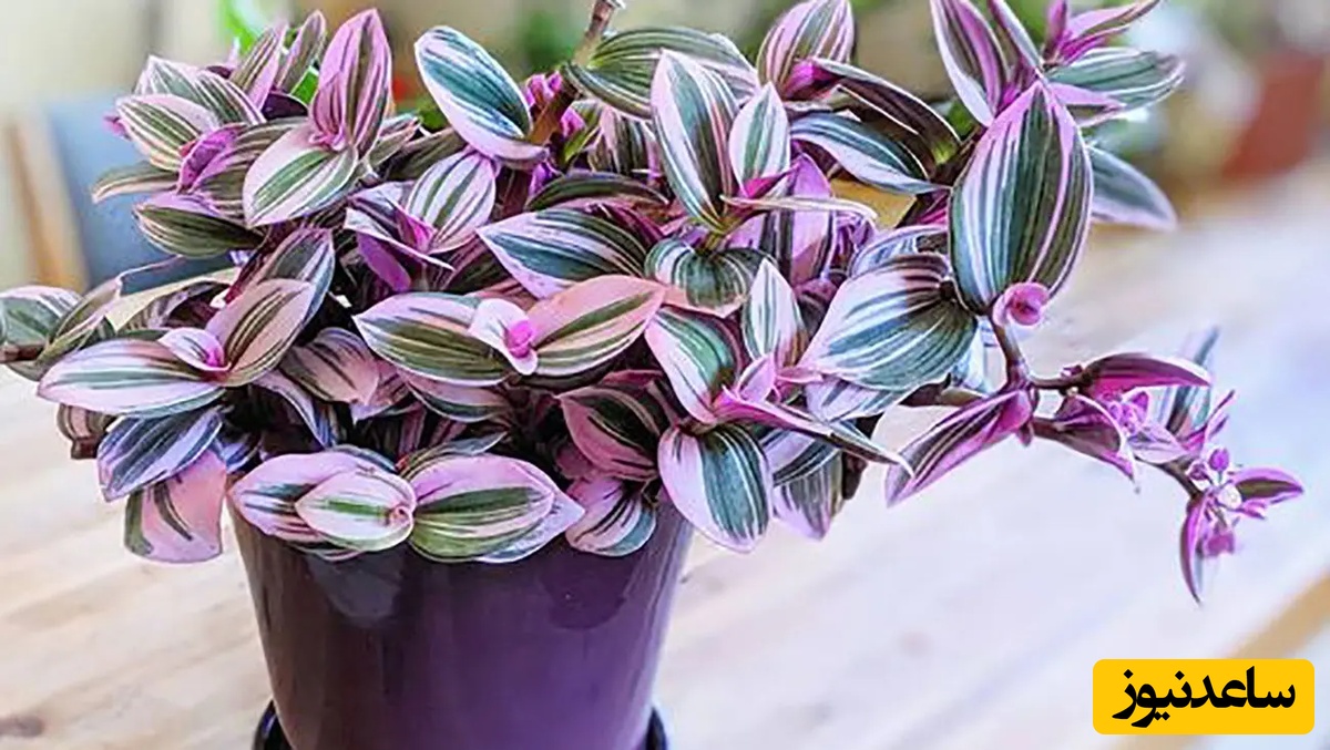 اگر دنبال دکور خاص هستید؛ این گیاهان برگ‌رنگی را از دست ندهید