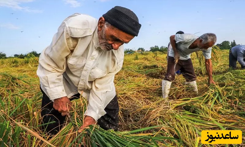 خلاقیت تحسین‌برانگیز "کشاورز تبریزی" در تبدیل بطری کهنه به باغی از بهشت حماسه آفرید/اصلا آدم کیف میکنه از دیدن این همه زیبایی