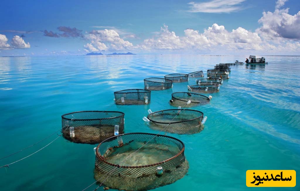 دانلود رایگان دفترچه سوالات و پاسخنامه آزمون کارشناسی ارشد مهندسی منابع طبیعی - شیلات از سال 94 تا 96