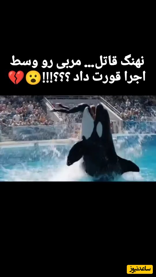 ببینید| لحظه بلیده شدن مربی توسط نهنگ قاتل، جسیکا، در حین اجرا