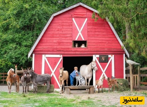 خطای دید مخصوص نوابغ/ حتی افرادی با ضریب هوشی بالا نمی‌توانند همسر کشاورز را در "مزرعه" را پیدا کنند