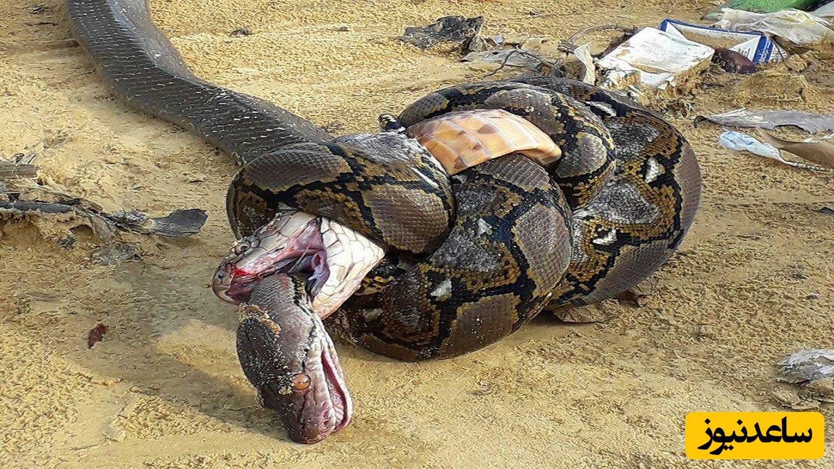 (ویدئو) مستند حیات وحش حیوانات/ راز بقا، این داستان: لحظه نفسگیر بلعیده شدن یک مار توسط هم نوعش/لعنتی انگار داره اسپاگتی میخوره