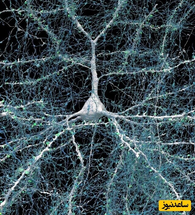  محققان حدس زدند ارتباطات قوی میان نورون‌ها شاید رفتارهای خوب آموخته‌شده را توضیح دهد. 