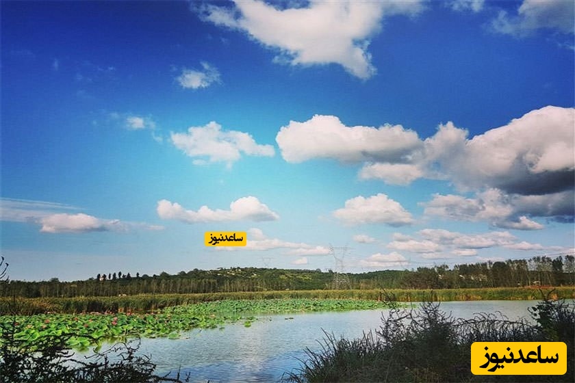 بوستان نیلوفر آبی 