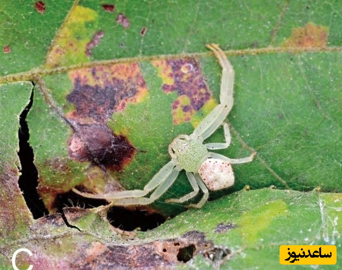 (تصویر) عنکبوتی شبیه به خرچنگ با چشمانی عجیب