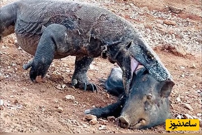 ویدئوی حیات وحش روز؛ این ماجرای راز بقا: نبرد نفسگیر اژدهای کومودو با گراز؛ ما سیب رو انقدر راحت نمیخوریم که این گرازو قورت داد!