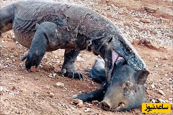 ویدئوی حیات وحش روز؛ این ماجرای راز بقا: نبرد نفسگیر اژدهای کومودو با گراز؛ ما سیب رو انقدر راحت نمیخوریم که این گرازو قورت داد!