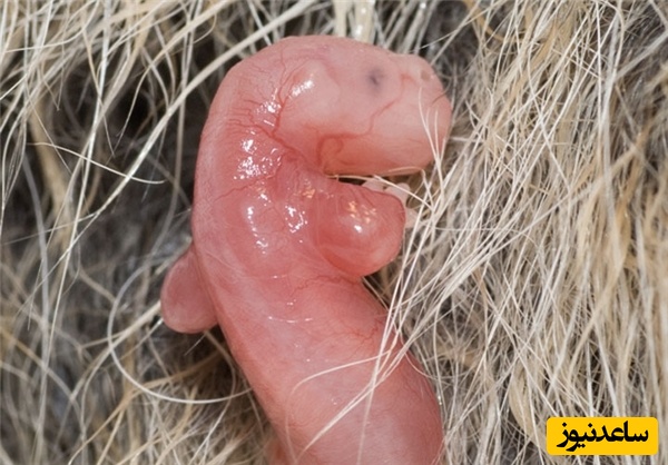 دانلود رایگان دفترچه سوالات آزمون دکتری آناتومی و جنین‌شناسی مقایسه‌ای (93 تا 96)