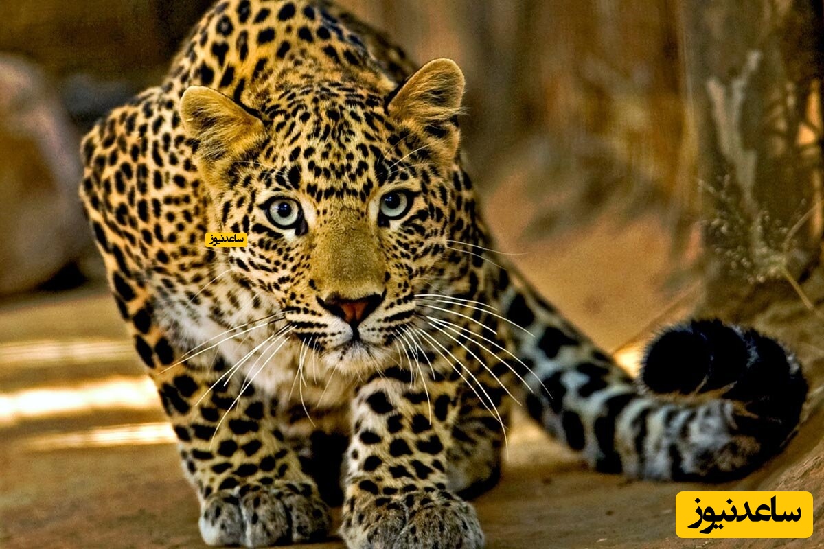 ناکامی یک پلنگ از شکار میمون بر روی درخت