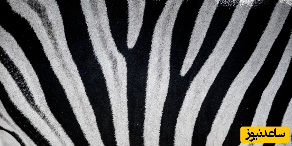 آشنایی با دیدگاه گورخری در روانشناسی