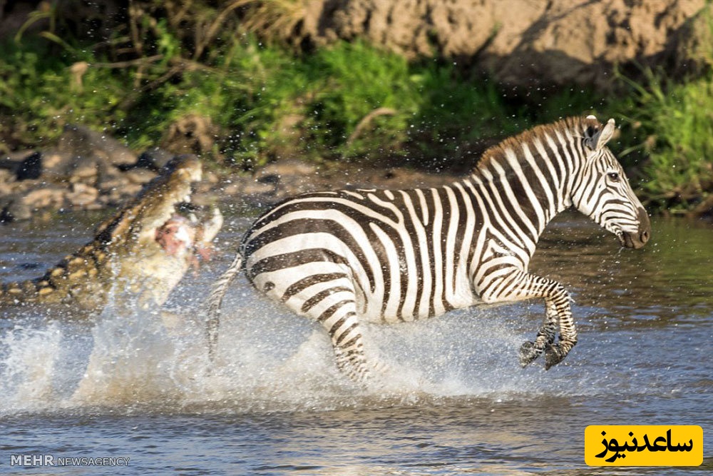 مستند حیات وحش؛ فرار نفس‌گیر گورخر از چنگال تمساح به قیمت از دست دادن یک پا+فیلم