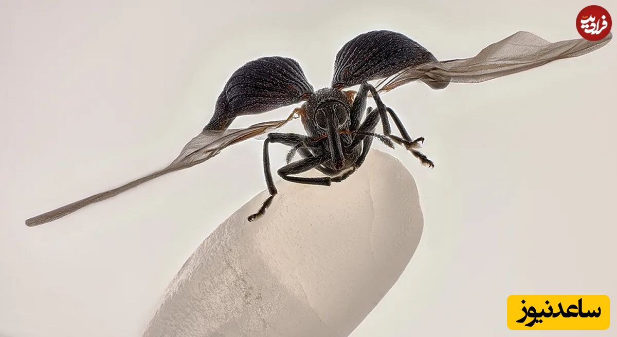 سوسک خرطومدار