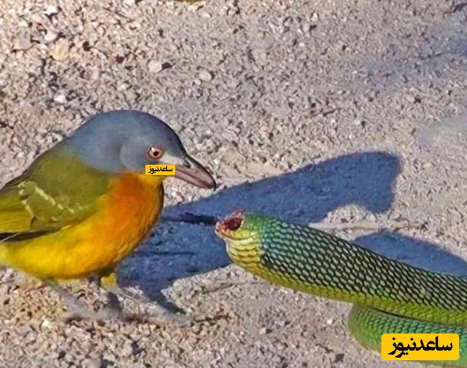 نبرد نفسگیر پرنده خشمگین و مار در وسط جاده/ ببین چه کرد، چشاشو از کاسه درآورد!