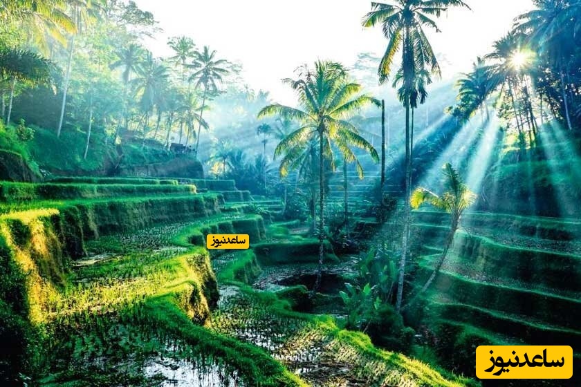 آشنایی با مزارع برنج بالی، مزارع پلکانی در تگالالانگ!