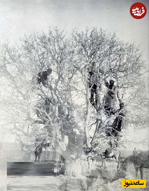 چند مرد ایرانی عهد قاجار بالای یک درخت کهنسال