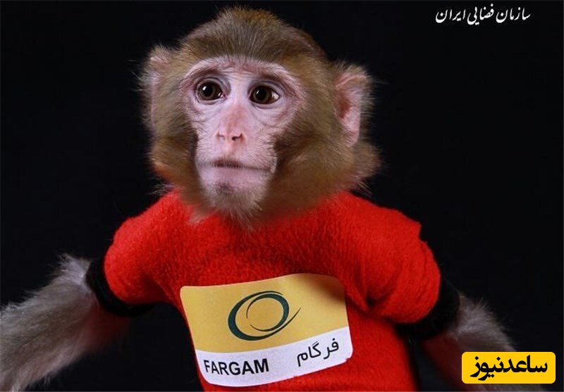 میمون‌های فضانورد ایرانی در فضا تشکیل خانواده داده اند الان زن و بچه دارند