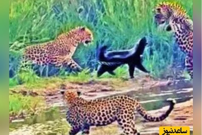 (ویدئو) مستند حیات وحش حیوانات/نبرد حماسی یک گورکن عسل خوار با 3 پلنگ گرسنه