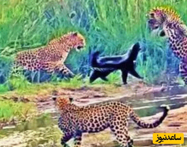 (ویدئو) مستند حیات وحش حیوانات/نبرد حماسی یک گورکن عسل خوار با 3 پلنگ گرسنه