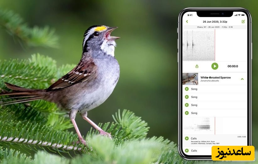 چگونه از گوشی برای تشخیص صدای پرندگان استفاده کنیم؟