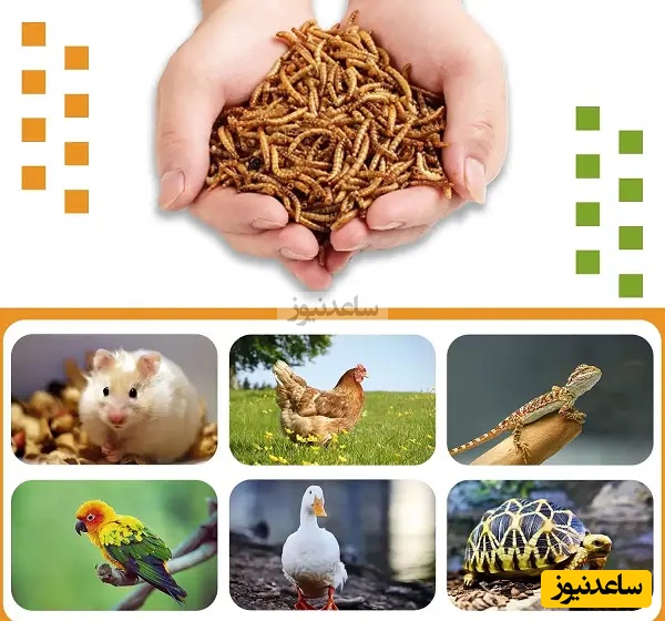 میلورم زنده یا خشک: کدام برای خرید بهتر است؟