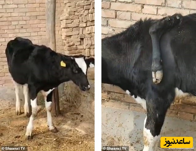 گاو پنج پا