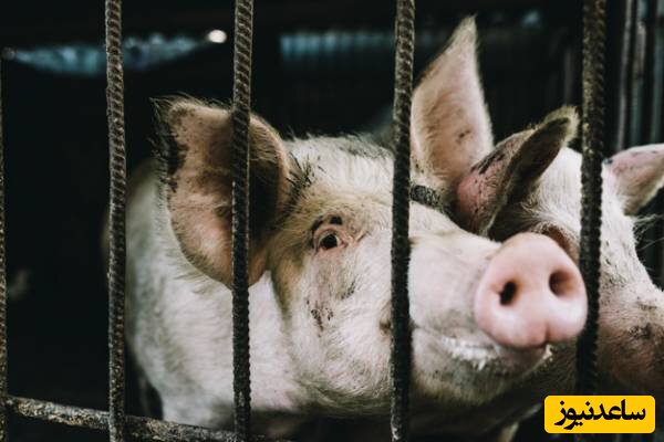 بر اساس قانون تصویب شده از سال 2013 استفاده از اسامی سران و مقامات ارشد برای نامگذاری خوک ها در فرانسه غیرقانونی است.