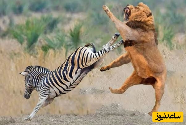 (ویدئو) حیات وحش ؛ مستند حیات وحش حیوانات/ دفاع شجاعانه گورخر مقابل حمله پلنگ به توله‌اش