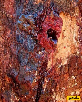 (عکس) درختی عجیب که از تنه‌اش خون می‌چکد!