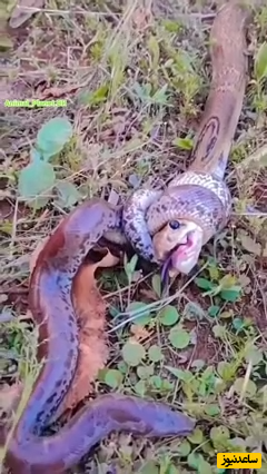 لحظه ترسناک خفه شدن یک مار توسط همتای خود! +ویدئو