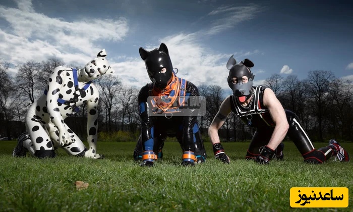 (ویدیو) سگ‌های اروپا حق رأی هم دارن.../در آمریکا معمولی راه بری با  چاقو بهت حمله میکنند...