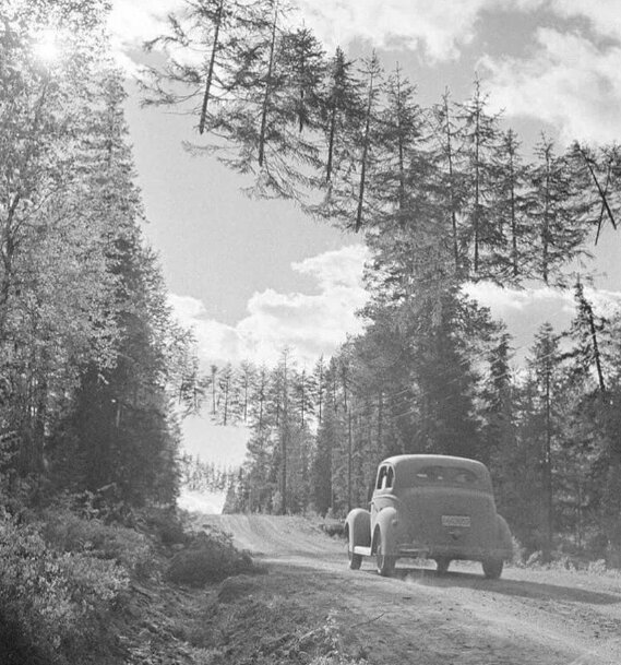  عکس درختان معلق را هنرمند فنلاندی به‌نام اسوالد هدنستروم در سال 1941 گرفت