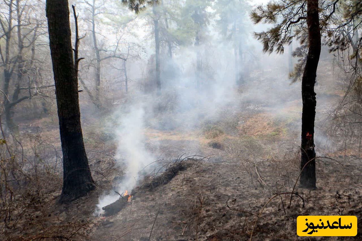 مهار آتش و آغاز لکه‌گیری در دیزمار غربی/ بیش از 100 هکتار جنگل در حریق از بین رفت