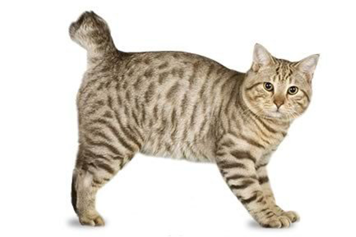 گربه مائوی عربی 
