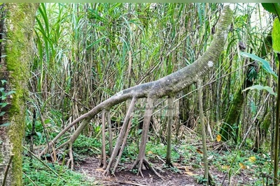 درختی که «پا» دارد و بعضی‌ها می‌گویند «راه می‌رود»
