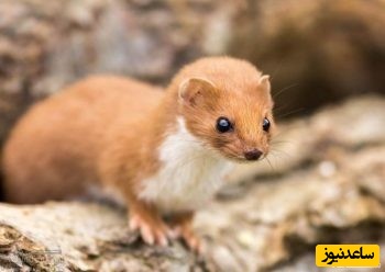 دیدن راسو در خواب چه تعبیری دارد؟/ تعبیر خواب راسو