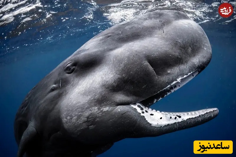 برنده بخش زاویه دید عریض