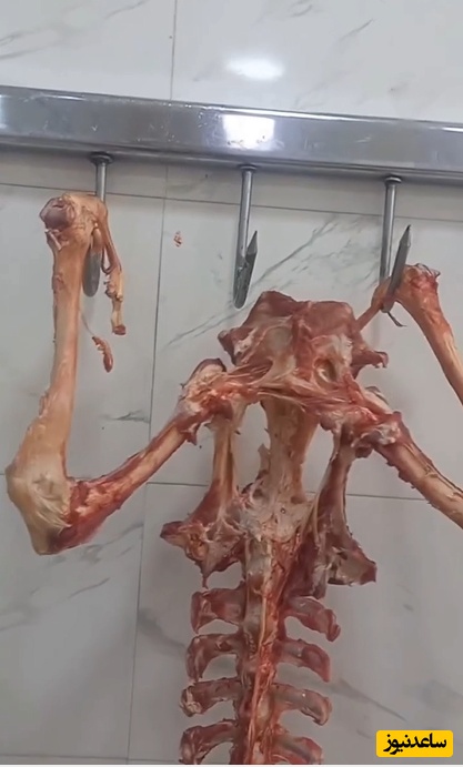 خلاقیت هالوین‌گونه و فرازمینیِ قصاب ورزشکار در طراحی فیگور یک انسان در حال بارفیکس رفتن با استخوانهای دورریز مغازه‌اش+فیلم/ قشنگ میشه باهاش همه رو زهر ترک کرد😂