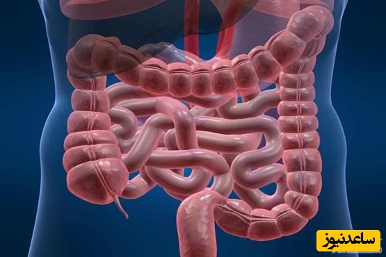 دیدن روده در خواب چه تعبیری دارد؟ / تعبیر خواب روده