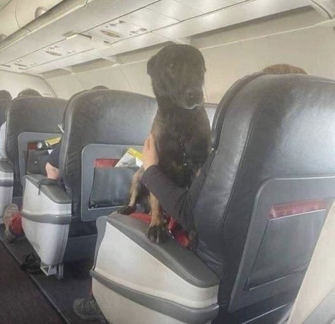 سگ های زنده یاب در هواپیما