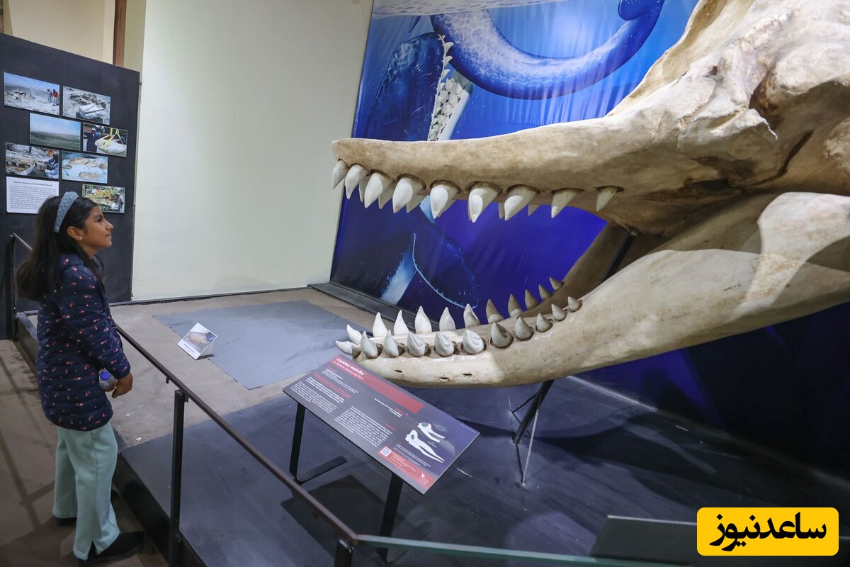 کشف بقایای عظیم الجثه ترین حیوان باستانی جهان توسط دانشمندان +عکس