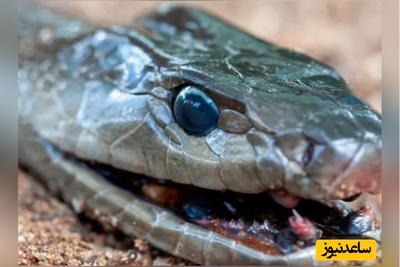 (ویدئو) مستند حیات وحش حیوانات/  تلاش ناموفق «مار مامبای سیاه» برای فرار از دست «تمساح» گرسنه