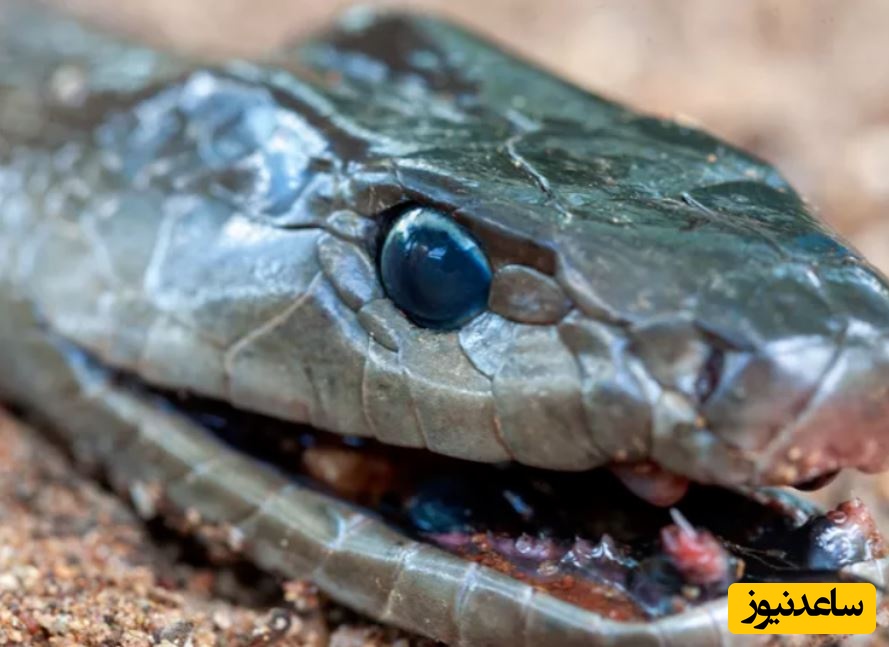 (ویدئو) مستند حیات وحش حیوانات/  تلاش ناموفق «مار مامبای سیاه» برای فرار از دست «تمساح» گرسنه