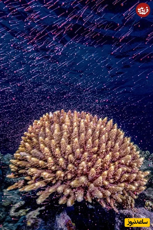 برنده بخش صخره‌های مرجانی | عکسی نادر از فرایند تولیدمثل مرجان‌ها