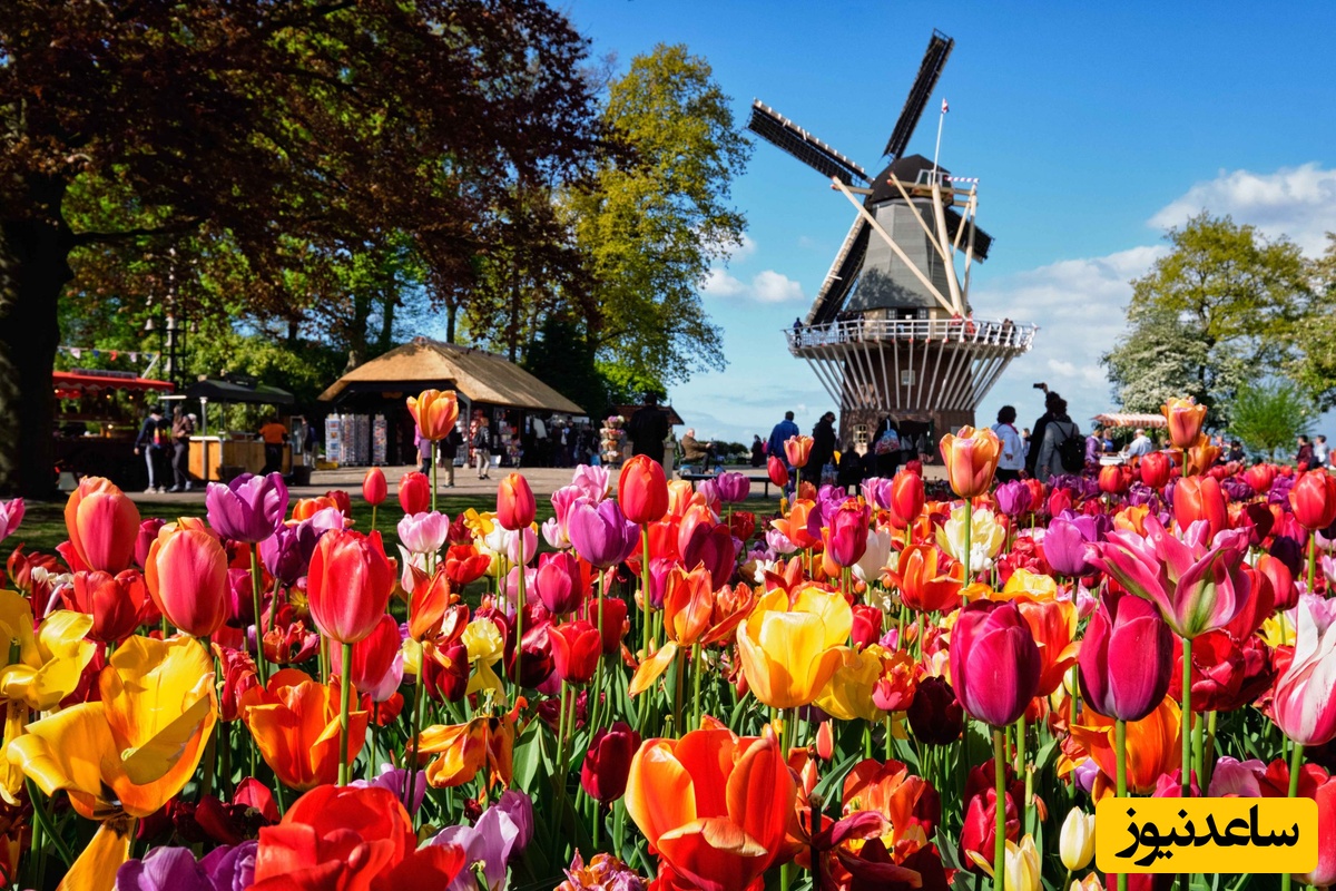 هلند یا netherland؟ اشتباهی که همه ما سال‌ها تکرار کرده‌ایم/ هوش و ذکاوت مردم این کشور در انتخاب نام سرزمینشان ستودنیست! +ویدیو