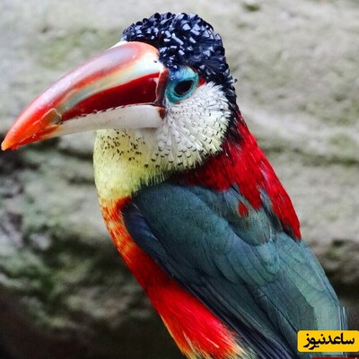 (تصاویر) شگفت انگیزترین پرندگان نایاب جهان با خاصترین ظاهر و رنگ هایی که شبیهشان را نمیتوان یافت