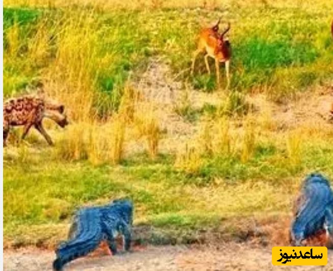 (ویدئو) حیات وحش ؛ مستند حیات وحش حیوانات/ درگیری کفتار، پلنگ و کروکودیل بر سر یک ایمپالا!