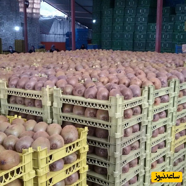 لطفا دست نزنید این کیلویی 200 هزار تومنه! +عکس