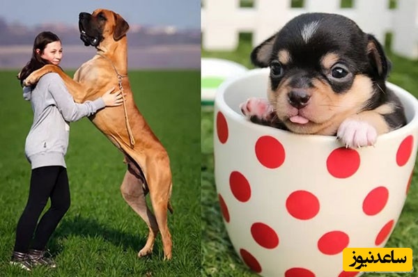 10 حقیقت عجیب و جالب در مورد سگ‌ها که نمی دانستید