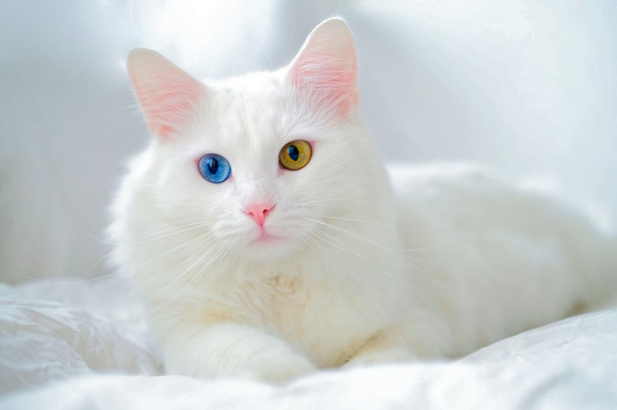 گربه نژاد ترکیش وان