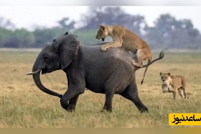 (ویدئو) مستند حیات وحش حیوانات/ راز بقا، این داستان، وحشت شیر از له شدن زیر پای فیل